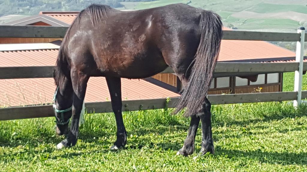 Allevamento B&B Pozzol Groppo Εξωτερικό φωτογραφία